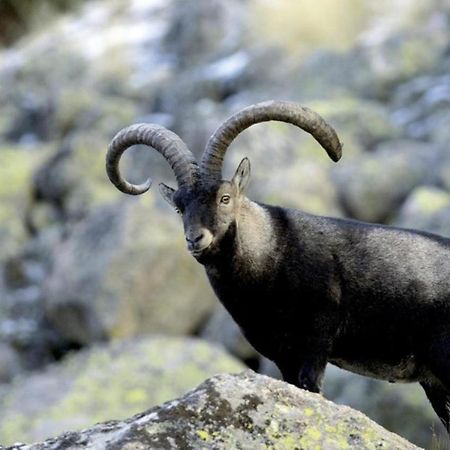 El Desvan De Gredos Navarredonda de Gredos Exteriér fotografie